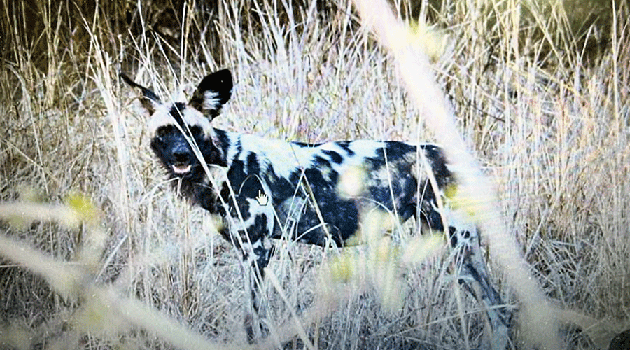 EWD 1355,  the collared African wild dog that recently trekked more than 1,300 miles  across three countries with two of her sisters.