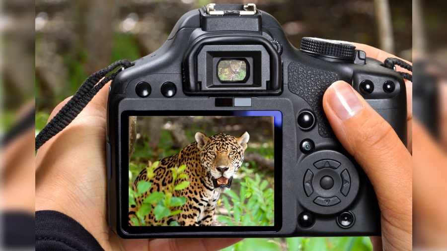 You can become a wildlife photographer, if you love animals.