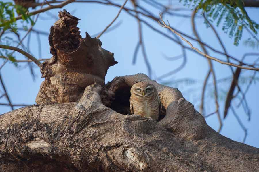 A spotted owlet squints its eyes on Tuesday morning at Belur Math