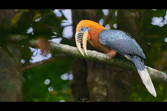 Rufous Necked Hornbill at Latpanchar, West Bengal. 