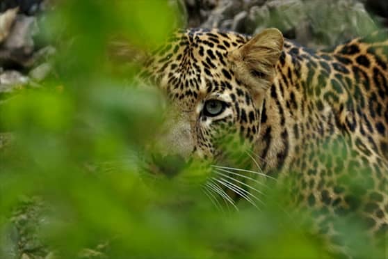Debosmita captured a leopard on camera at Pench National Park, Madhya Pradesh, in 2018. 