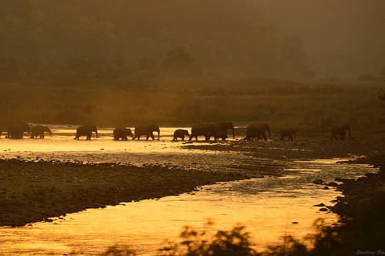 A herd of elephants crossing the Ramganga river to go to the Dhikala zone of Jim Corbett National Park in search of food.