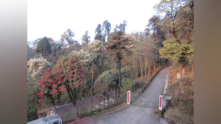The winding roads of Lepchajagat are lined by pine, oak and other montane flora including bright flower-laden trees