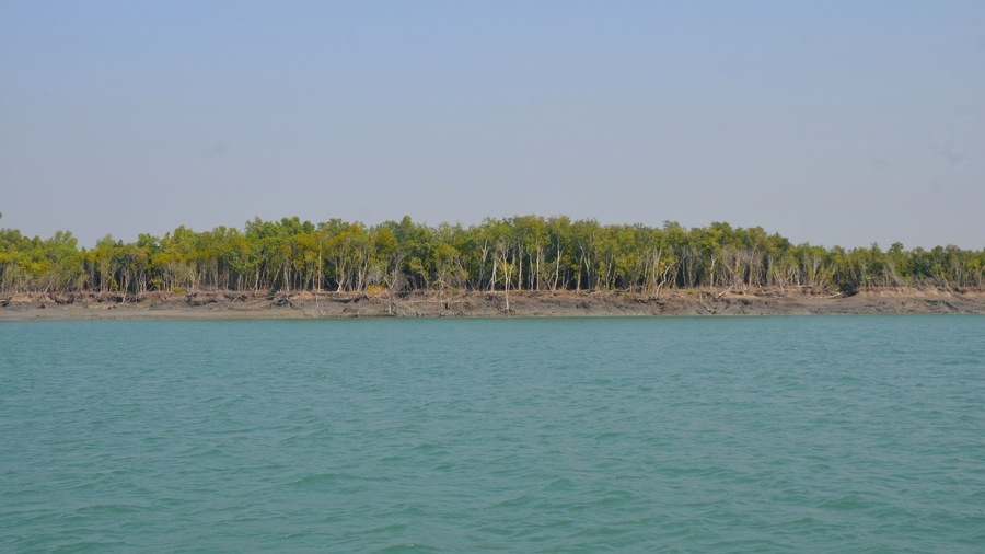 The approximately 10,000 square kilometre national park sits on the Ganges delta and is a natural World Heritage Site shared by India and Bangladesh. Named for the abundant sundari trees that grow in this primarily mangrove forest, the park is the home of the Bengal tiger. Recent estimates suggest there are about 96 tigers in the reserve 