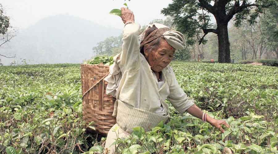A  worker at a tea garden.