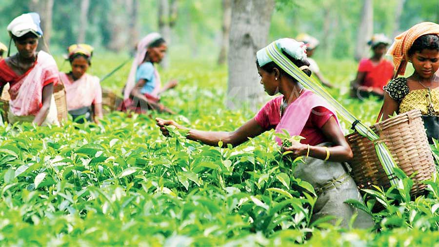 ‘These women [tea garden workers] come to work after completing their household chores and we are responsible for their health, nutrition and overall well-being. They are our asset to the industry,’ says Palchoudhuri 