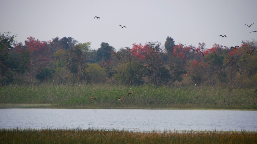 Looking at the wild landscape at Burundi, Purulia, and witnessing the bursts of red that spring forth in the midst of sal trees, the term ‘flame of the forest’ really becomes clear 