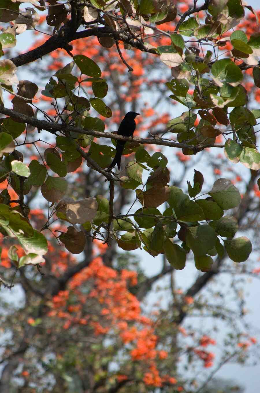 Apart from it’s vivid looks, the palash is a favourite among the avian population for its nectar. Above, a black drongo  