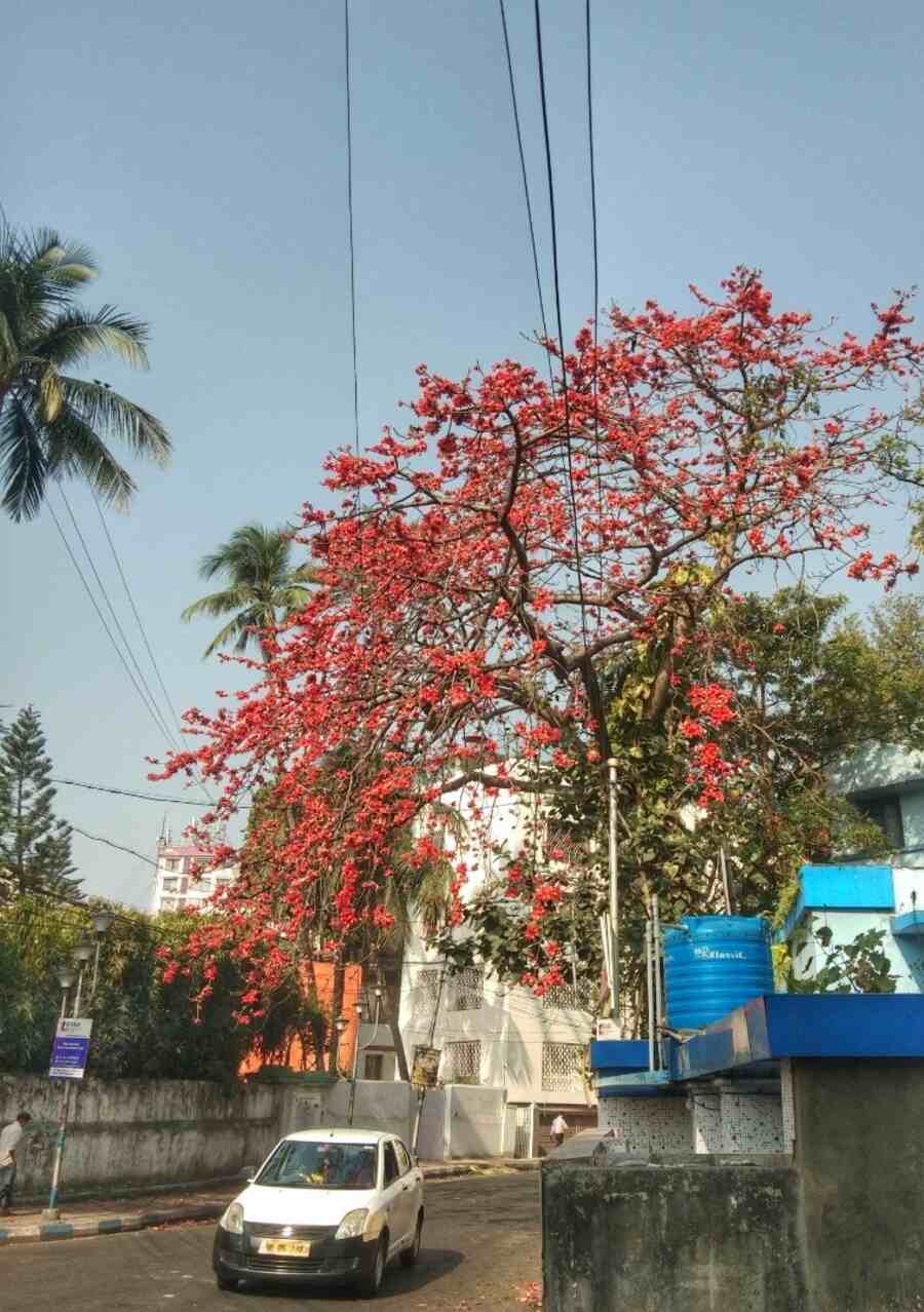 Kolkata too, welcomes the summer with a scattering of scarlet blossoms. This one blooms on Swinhoe Street