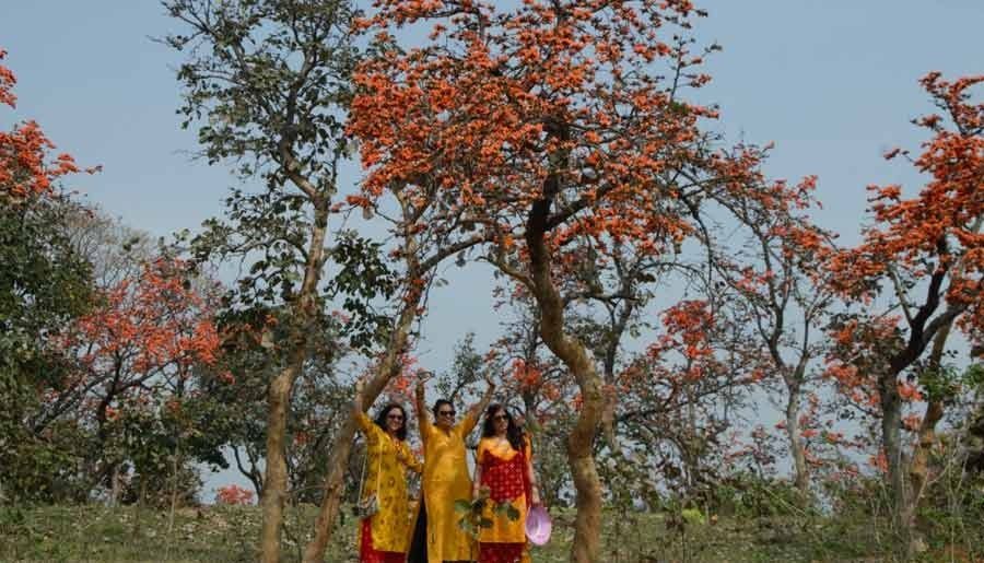 nature Palash flower season in full bloom in Bengal Telegraph India