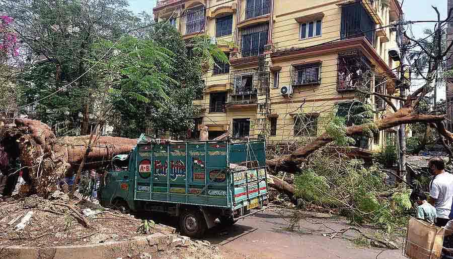 An uprooted tree at Jodhpur Park on Thursday. The tree abruptly came crashing down on a goods vehicle on Thursday morning 