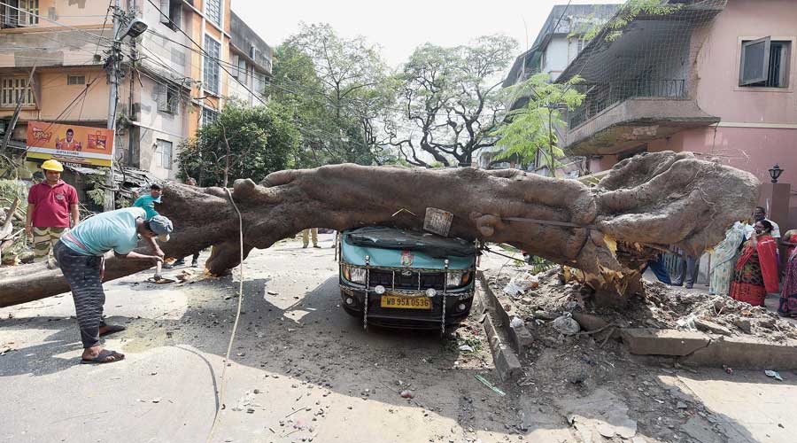 Giant tree crashes on scooter-borne school boy in Jodhpur Park, injures three