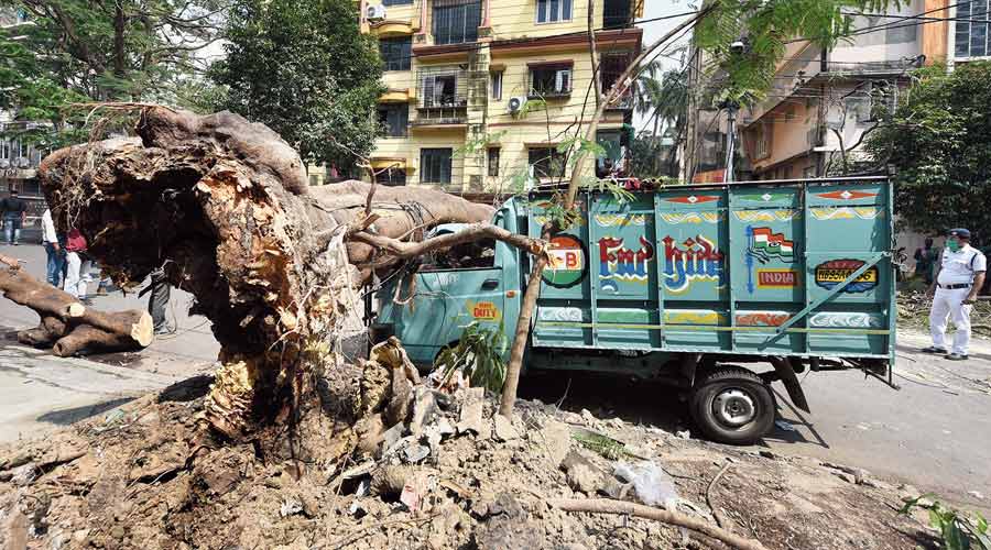 The pick-up truck trapped under the gulmohar tree that got uprooted in Jodhpur Park on Thursday morning