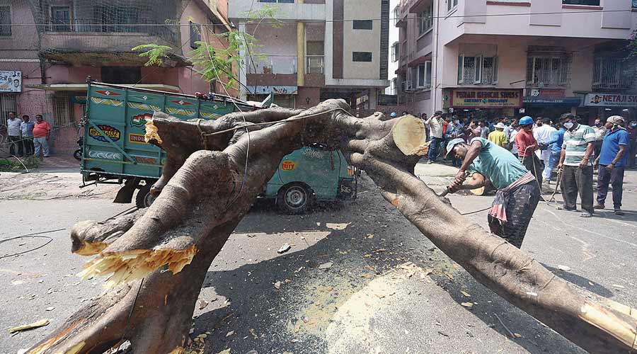 A man cuts the trunk of the tree