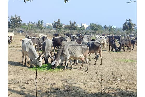 Students observed how cattle played an important part in the socio-economic life of the tribe. “Tribe members consider the cows to be their god. They know each of the nearly 200 animals by name. At the same time their earnings depend on the cow dung cakes and milk they sell,” Sharma said.