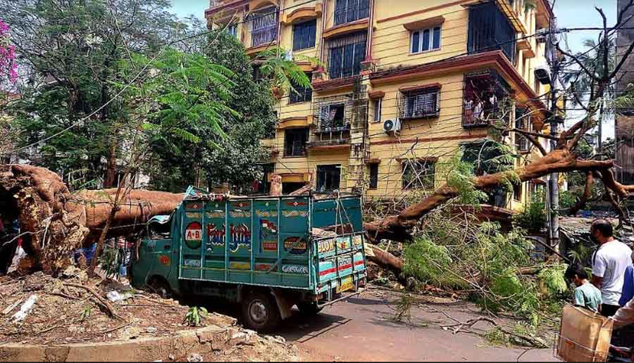 TRAGEDY: An uprooted gulmohar tree at Jodhpur Park on Thursday, March 10. In a freak accident, the '50-year-old' tree came crashing down around 11.30am on Thursday. Three people were injured. Siddhartha Mandal, 18, suffered multiple fractures on his right leg and injured his head. According to some naturalists, a full-grown tree getting uprooted without any rain or wind would either be the result of unscientific plantation or inadequate trimming and lack of care