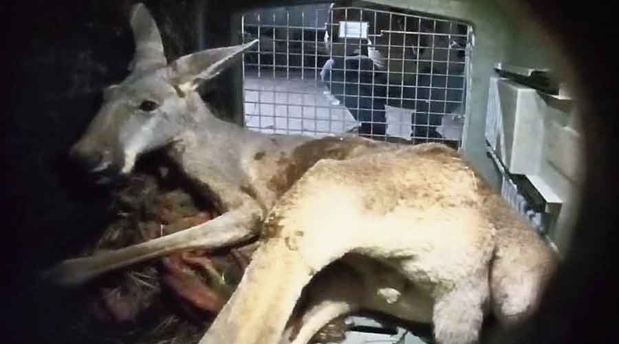 The male kangaroo  recovered from  a truck in Alipurduar district on Saturday evening.