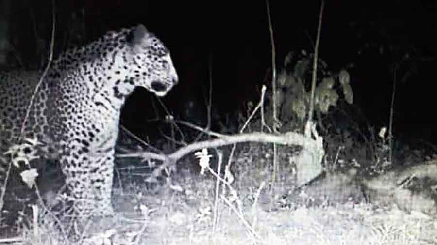 The trap camera image of the leopard
