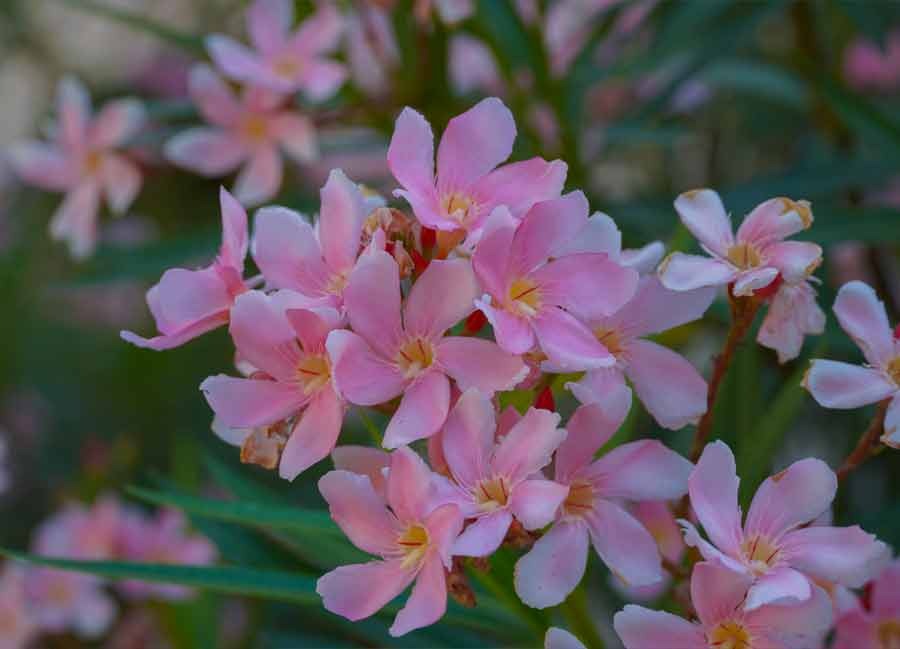 Pink flowers in full bloom on a tree usher spring at the world headquarters of Ramakrishna Math and Ramakrishna Mission in Belur on Monday. 