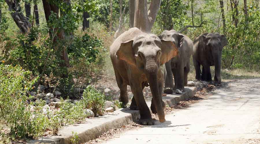 Increasing attacks by elephants have worried the government as around 30 people died in the Jungle Mahal this year.