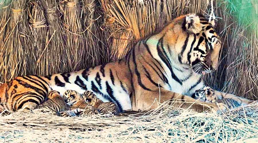 Royal Bengal tigress gives birth to five cubs at Bengal Safari Park