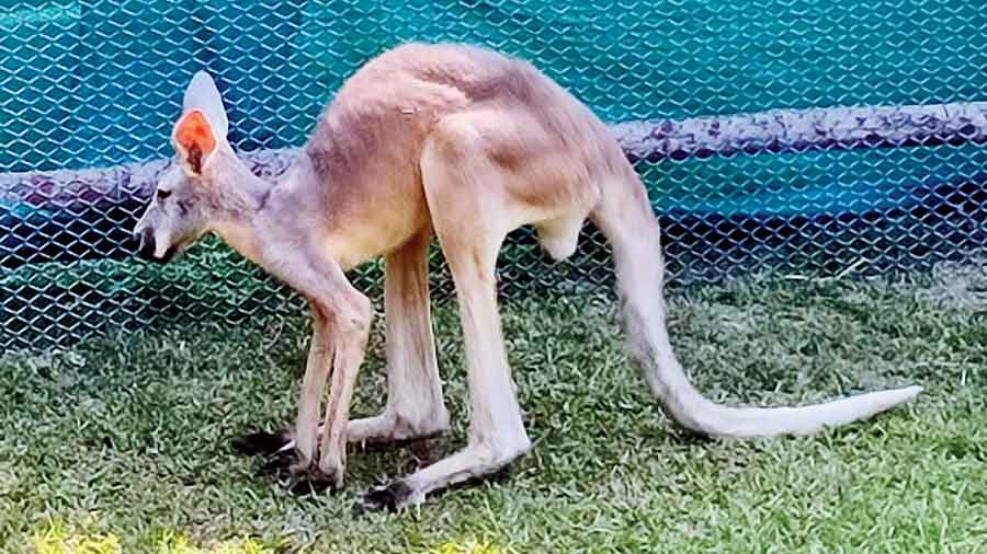 The kangaroo at Alipore zoo on Tuesday 