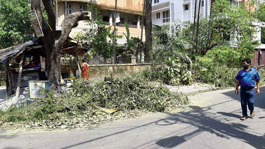 Branches of trimmed trees on a road in Jodhpur Park