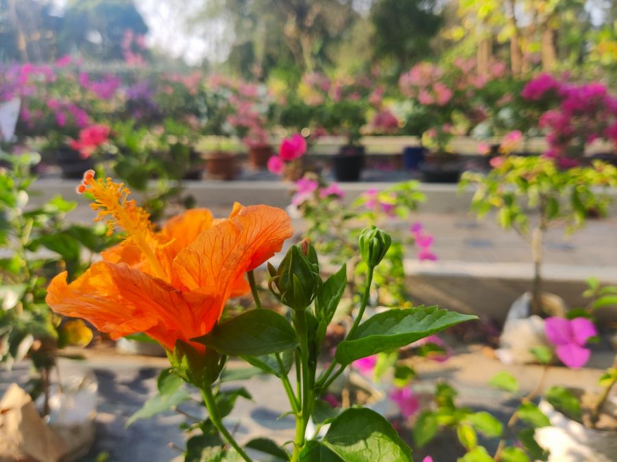 The nursery is as old as the park itself, and houses 201 different types of plants that make it look like a festival of colours. From bougainvillea to hibiscus, larkspur to petunia, enthusiasts can find the most exotic plants here.