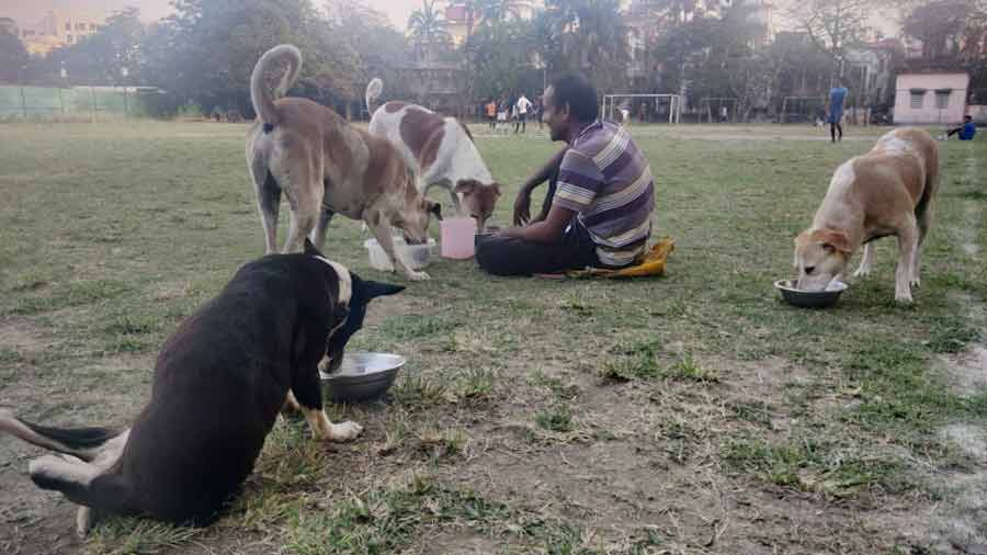 Dulal da comes every evening to feed the strays at FE Park, and has even given them names: Hasan, Mastan, Dumbo and Chahat!