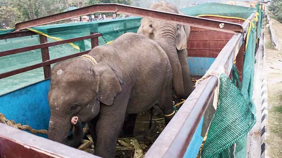 Some elephants that were intercepted in Jalpaiguri from Gujarat-bound trucks. 