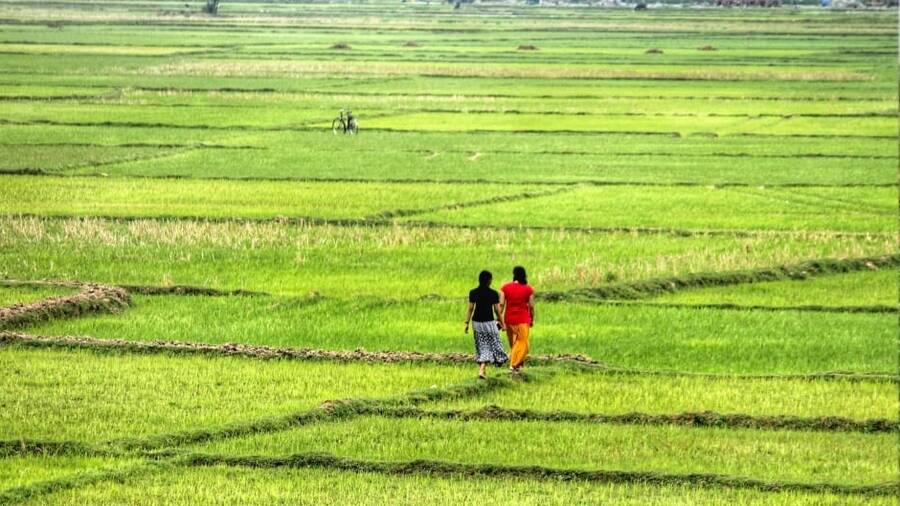 Singi offers views of and walks through lush paddy fields 