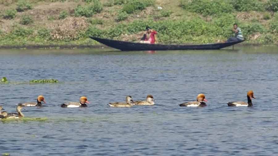 Birdwatchers can spot over 70 species of birds on a boat ride along Purbasthali Oxbow Lake  