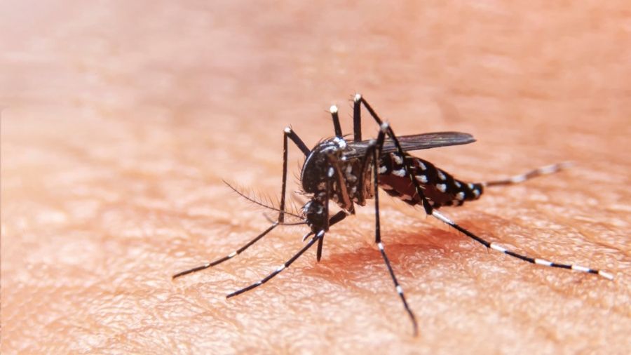 Anti-dengue drive in Kolkata lacks sting, Kasba man fourth casualty