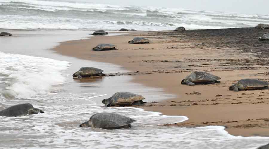 Olive Ridley turtles at the Gahirmatha Marine sanctuary in Kendrapara.