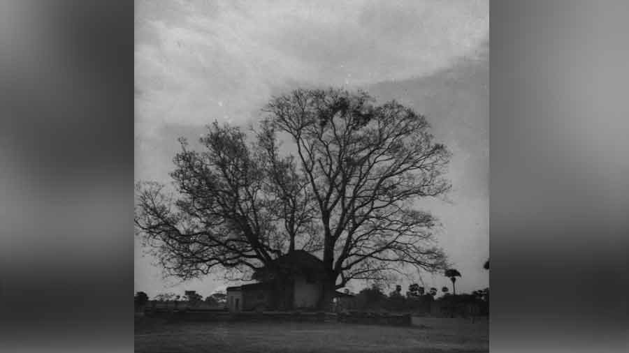 Sriniketan landscape 