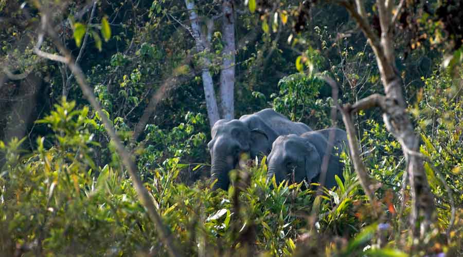 Nameri is known for its birds, but elephant sightings are also common 