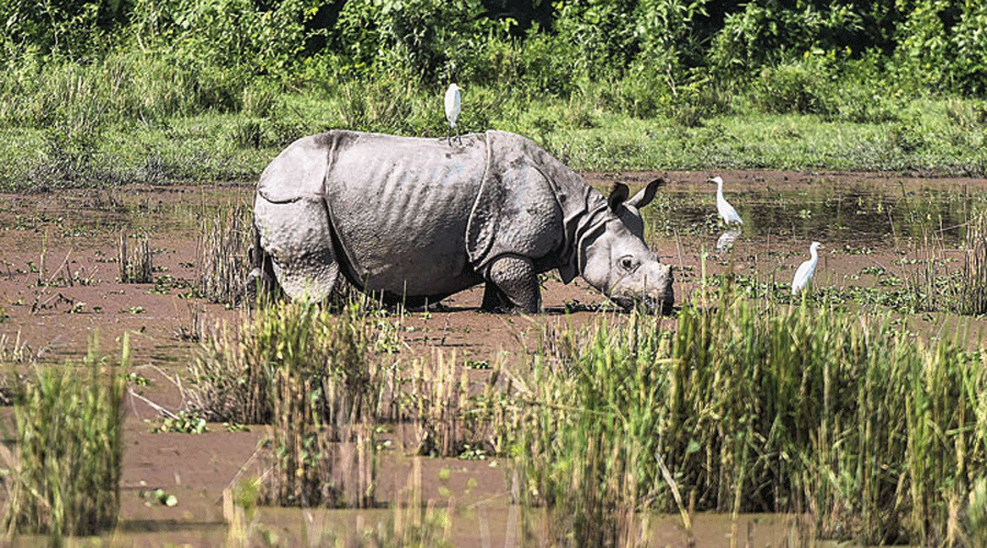 Assam now has an estimated 2,845 rhinos, the highest in India, if the figures of the recent surveys in two other rhino habitats are factored in.