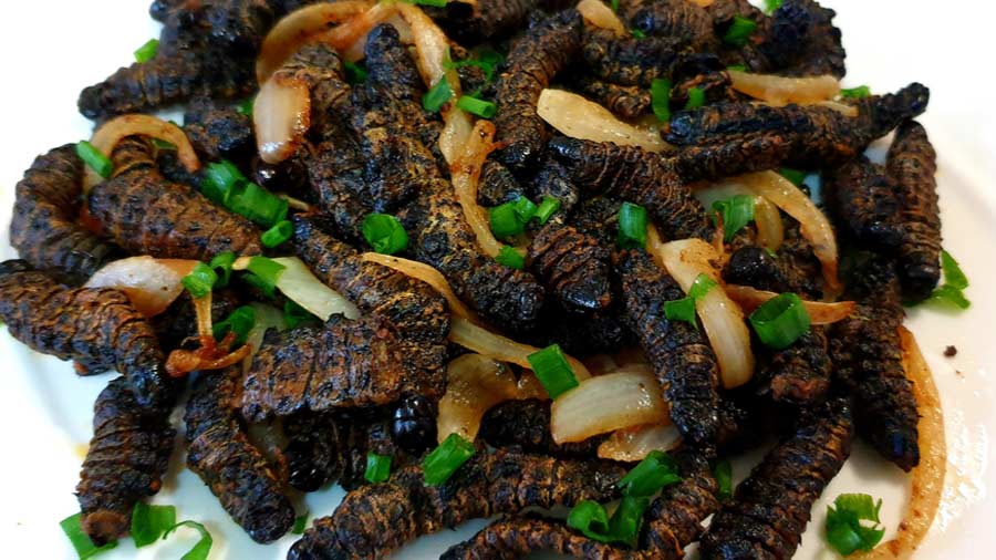 Mopane worms are caterpillars that are harvested, dried and then boiled or fried and served as a snack in Namibia