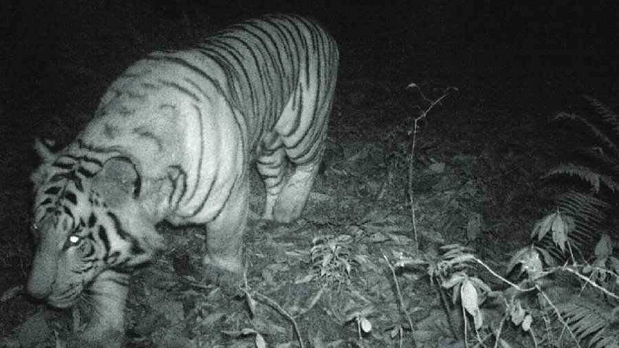 A picture of a royal Bengal tiger captured by a trap camera in 2018 at Neora Valley National Park of Kalimpong district. 