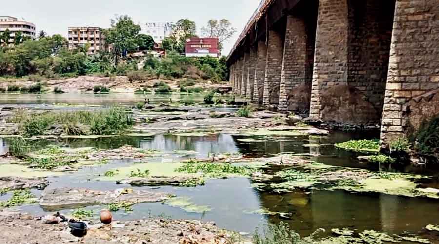Water hyacinth, puja paraphernalia and waste along River Subernarekha in Jamshedpur. 