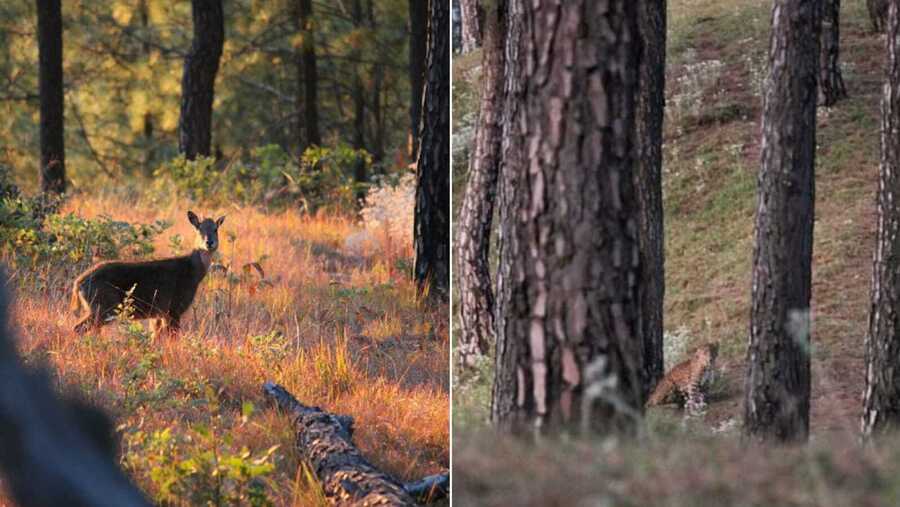 Binsar Wildlife Sanctuary is home to about various birds and animal species including leopards and musk deer