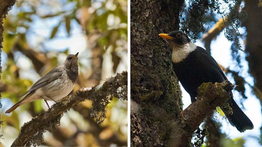 The sanctuary is home to about 200 types of birds including (left) black-throated thrush and (right) white-collared thrush 