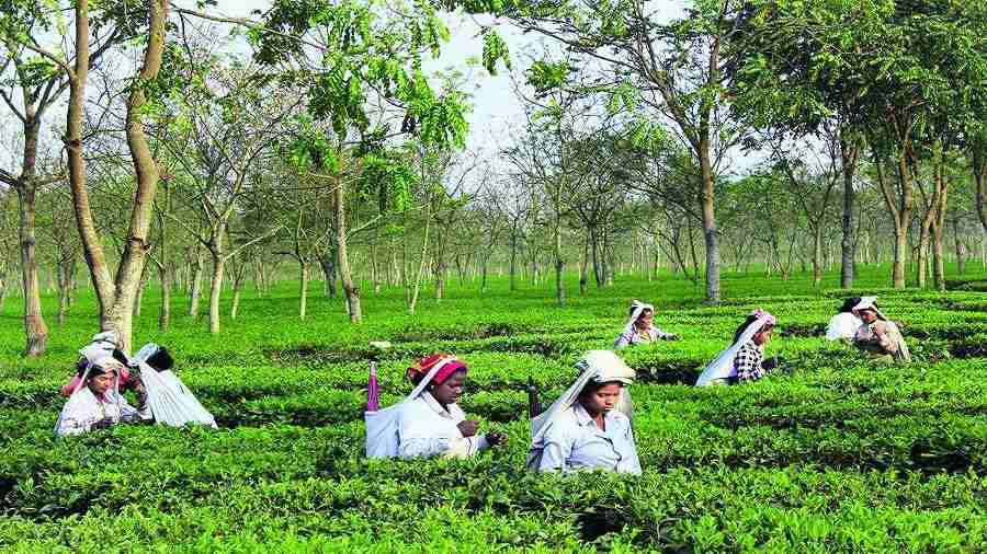 The staff and the sub-staff work in offices, factories, bungalows and some other locations of the tea gardens