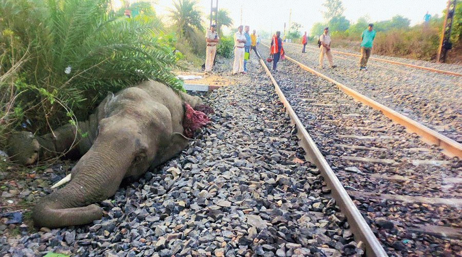 The elephant which was killed in the accident.