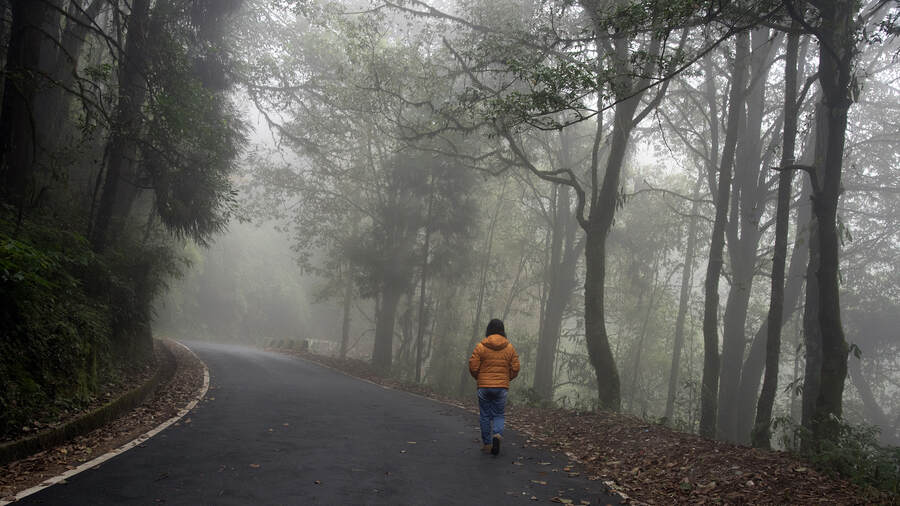 Misty montane woods flank the road to Tagore’s favoured retreat of Mungpoo near Darjeeling