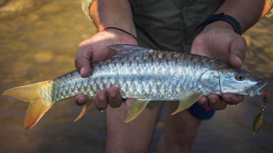 Immortalised in the stories of Jim Corbett and Rudyard Kipling, the endangered Golden Mahseer is believed to be a “fierce fighter” and a “prize catch” for anglers