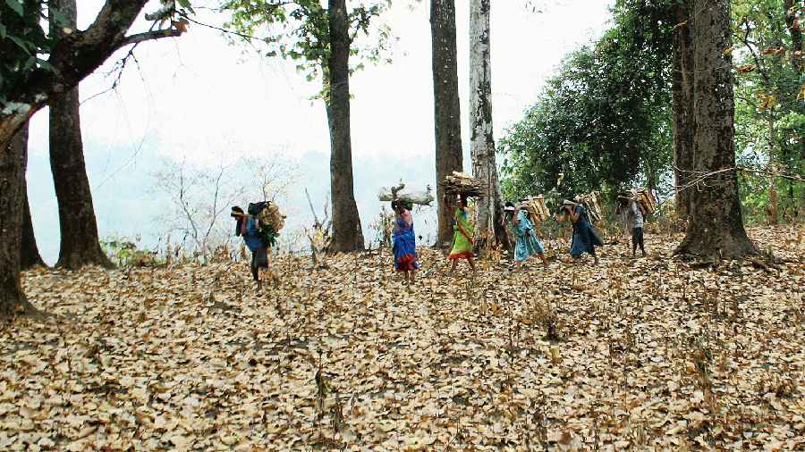 Women of a forest village gather firewood for their kitchen fires. 