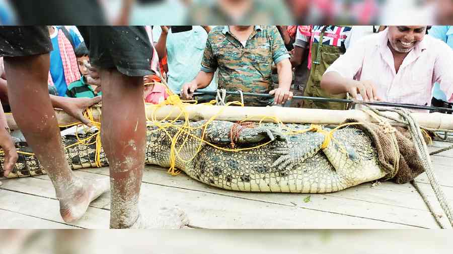 The saltwater crocodile after being captured on Wednesday.