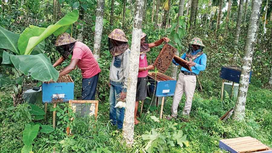 Workers with bee boxes at Nurpur village in Alipurduar district. 
