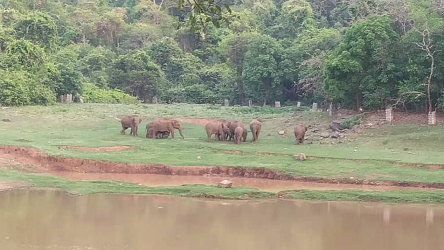Elephant calves with a herd inside Dalma wildlife sanctuary 